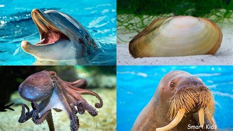 صور حيوانات البحر